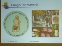 Funghi primaverili