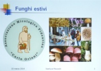 Funghi estivi