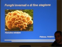 Funghi invernali