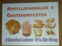 Aphyllophorales e Gasteromycetes