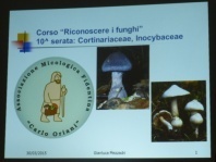 Cortinariaceae e Inocybaceae