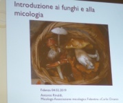 Introduzione al mondo dei funghi