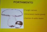 Porcini e cugini