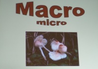 Macro - micro: generi Macrolepiota e Lepiota
