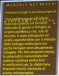 Mensole nei boschi