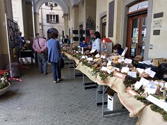 Mostra Micologica a Fidenza